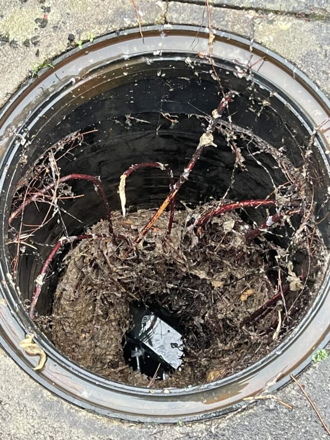 drain blocked because of tree roots.
